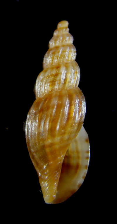 Aiuto determinazione